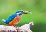 _DSC8636 Eisvogel Beute.jpg